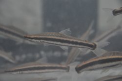 Anostomus ternetzi