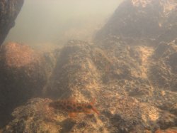 Leporinus julii
