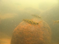 Leporinus julii