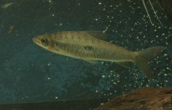 Leporinus niceforoi - Click for species page