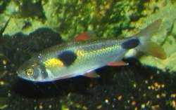 Exodon paradoxus - Click for species page