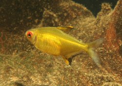 Hyphessobrycon pulchripinnis - Click for species data page