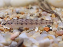 Characidium fasciatum - Click for species page