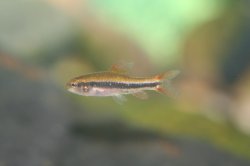 Poecilocharax weitzmani - Click for species page