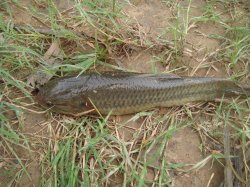 Hoplerythrinus unitaeniatus - Click for species page