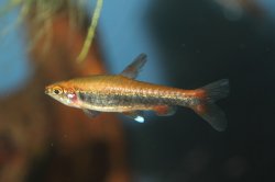 Nannostomus beckfordi - Click for species page