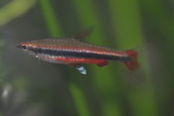 Nannostomus beckfordi