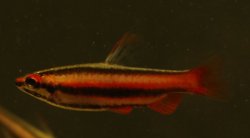 Nannostomus mortenthaleri - Click for species page