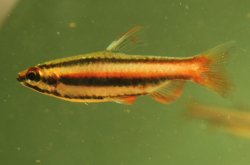 Nannostomus mortenthaleri