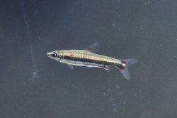 Nannostomus trifasciatus