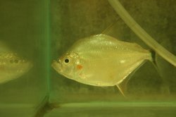 Catoprion mento - Click for species page