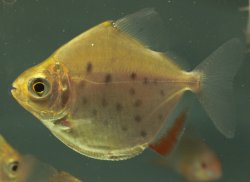 Metynnis maculatus - Click for species page