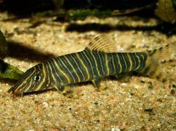 Botia striata - Click for species page