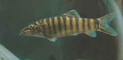 Sinibotia robusta - Click for species data page