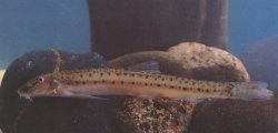 Cobitis arenae - Click for species page