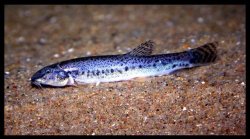 Lepidocephalichthys hasselti - Click for species page
