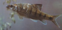 Acrossocheilus parallens - Click for species page