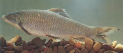 Altigena discognathoides - Click for species page