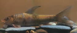 Altigena yunnanensis - Click for species page