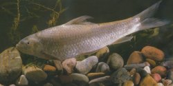 Bangana dero - Click for species page