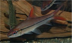 Cyclocheilichthys janthochir - Click for species page