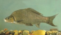 Cyprinus carpio - Click for species page