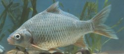 Cyprinus melanes - Click for species page