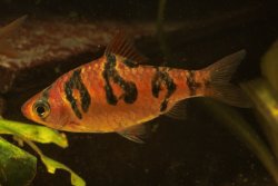 Desmopuntius rhomboocellatus - Click for species page