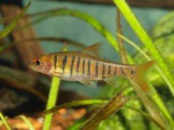 Enteromius fasciolatus - Click for species page