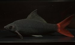 Epalzeorhynchos bicolor - Click for species page