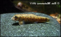 Garra surendranathanii - Click for species page
