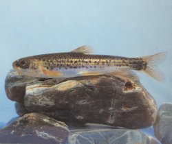 Gymnodiptychus integrigymnatus