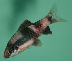 Haludaria fasciata - Click for species page