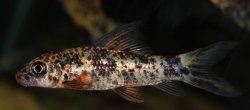 Labeo cyclorhynchus - Click for species page