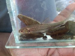 Naziritor chelynoides - Click for species page