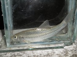 Naziritor zhobensis - Click for species page