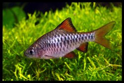 Oliotius oligolepis - Click for species page