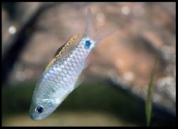 Oreichthys crenuchoides - Click for species page