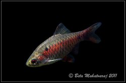 Pethia manipurensis - Click for species page