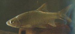 Poropuntius rhomboides