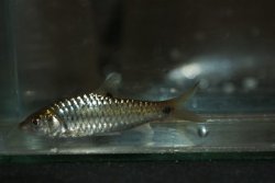 Puntius dorsalis - Click for species page