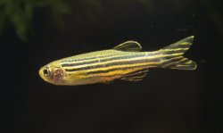 Danio rerio - Click for species page