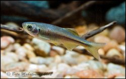 Devario neilgherriensis - Click for species page