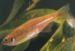 Devario shanensis - Click for species page