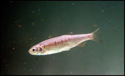 Opsarius howesi - Click for species page