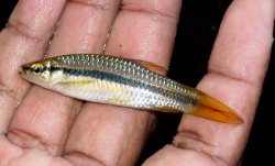 Rasbora dandia