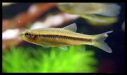 Rasbora dandia