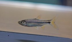 Rasbora paviana