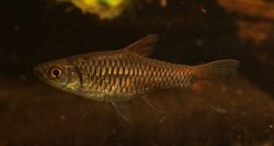 Rasbora rutteni - Click for species page