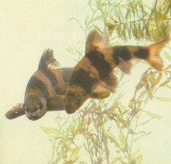 Sarcocheilichthys sinensis
